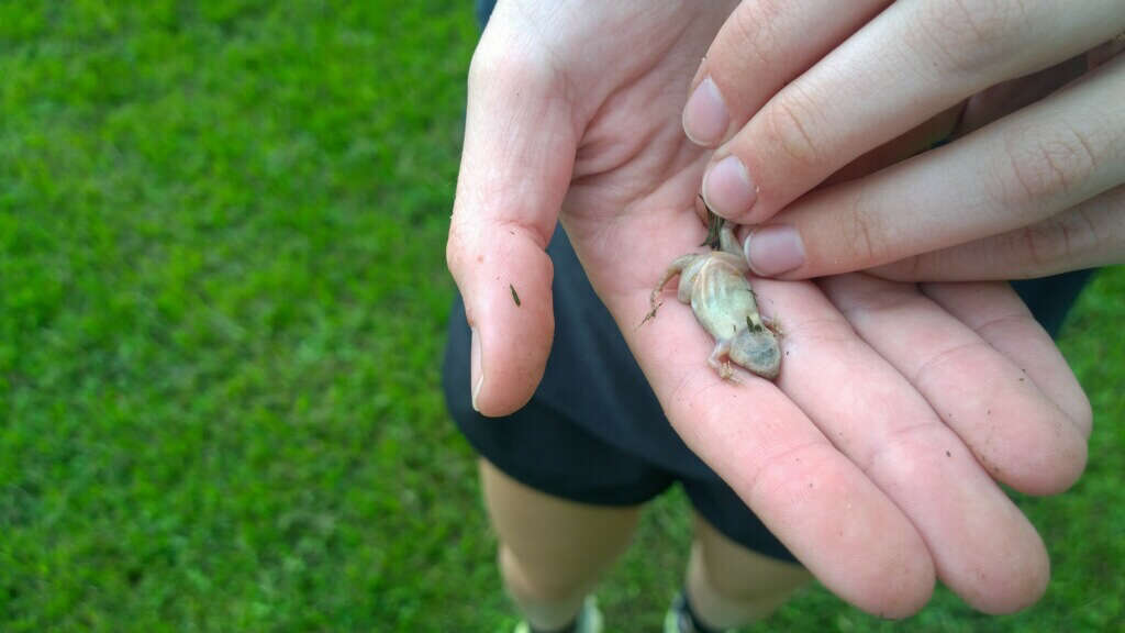 Image of Great Plains Narrowmouth Toad