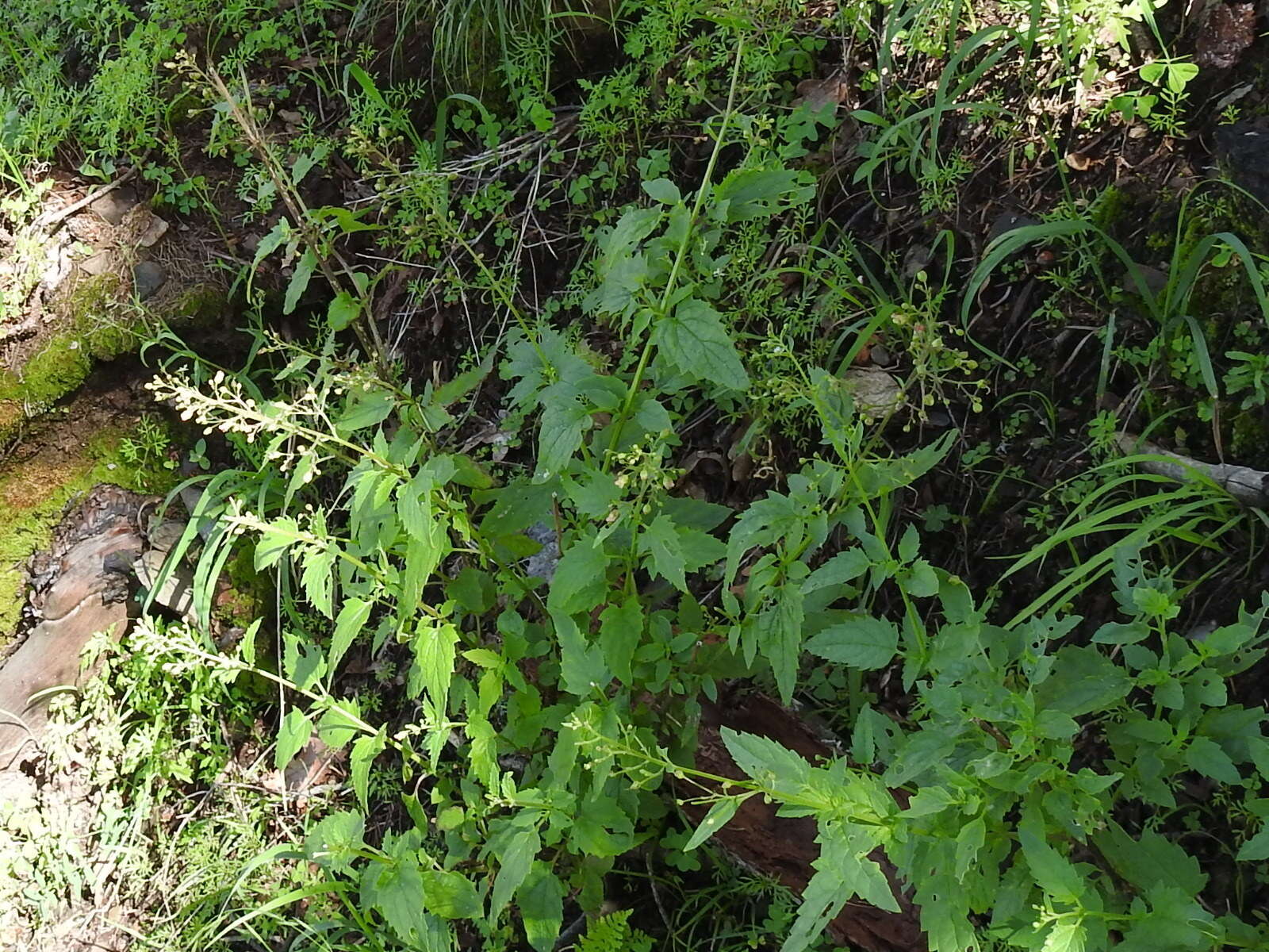 Scrophularia parviflora Wooton & Standley resmi