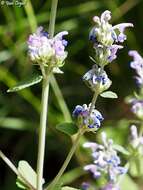 Nepeta curviflora Boiss. resmi