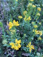 Image of Genista hispanica subsp. occidentalis Rouy