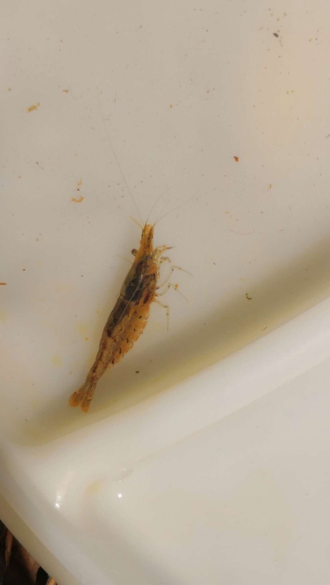 Image de <i>Neocaridina davidi</i>