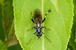 Image of Xylomya aterrima Johnson 1903