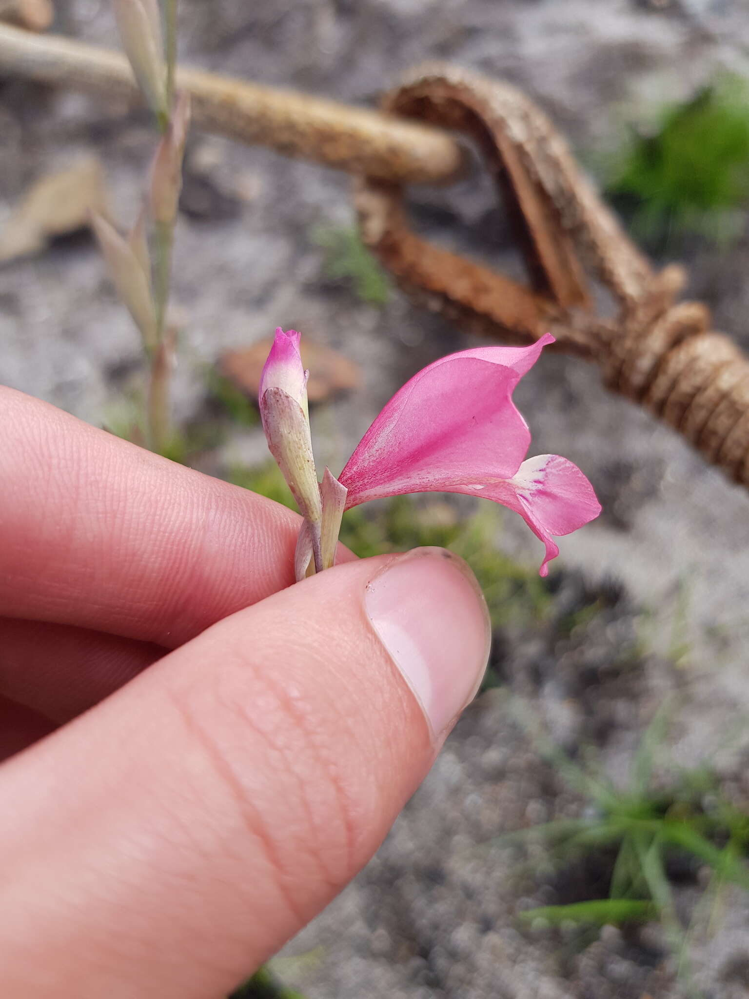 Image of Gladiolus brevifolius Jacq.