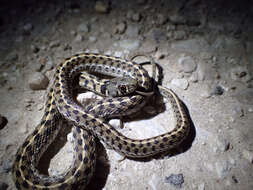 Image de Thamnophis marcianus (Baird & Girard 1853)