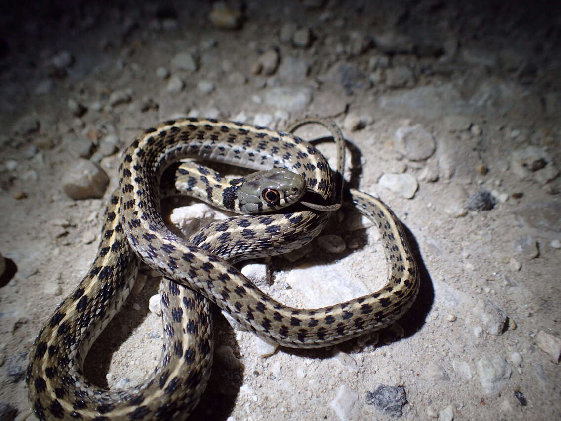 Image of Checkered Garter Snake