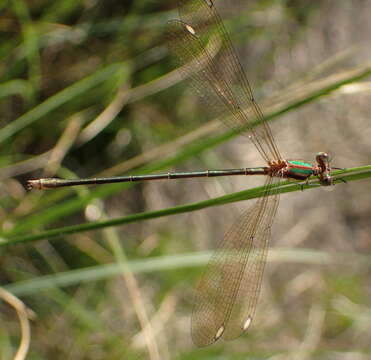 Image of Smoky Spreadwing