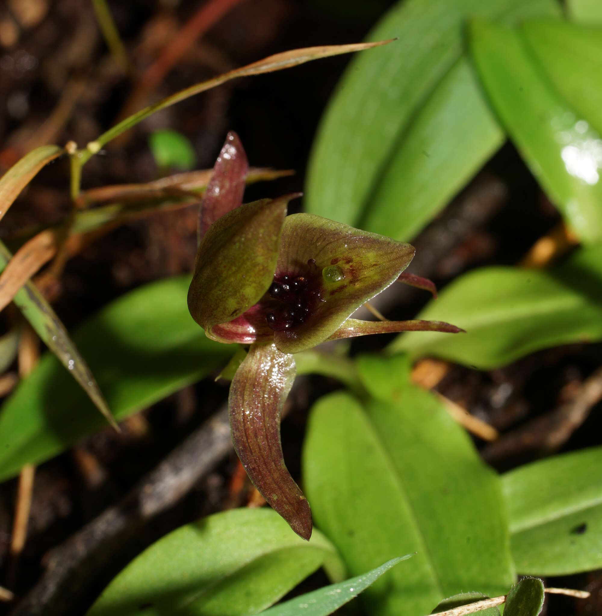 Image of Mountain bird orchid