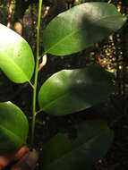 Image of Casearia ovata (Lam.) Willd.