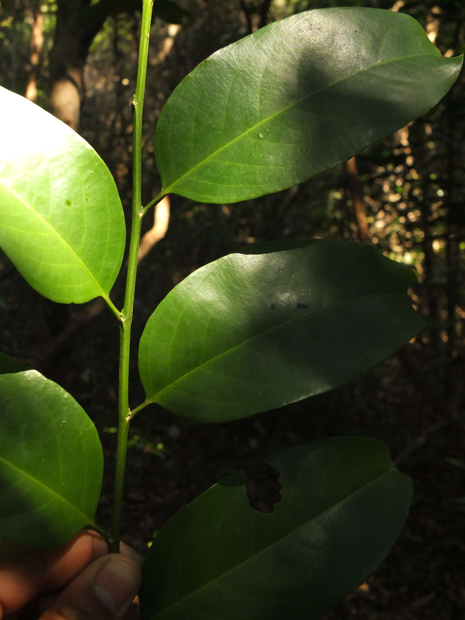 Image of Casearia ovata (Lam.) Willd.