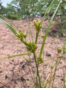 Image de Cyperus houghtonii Torr.