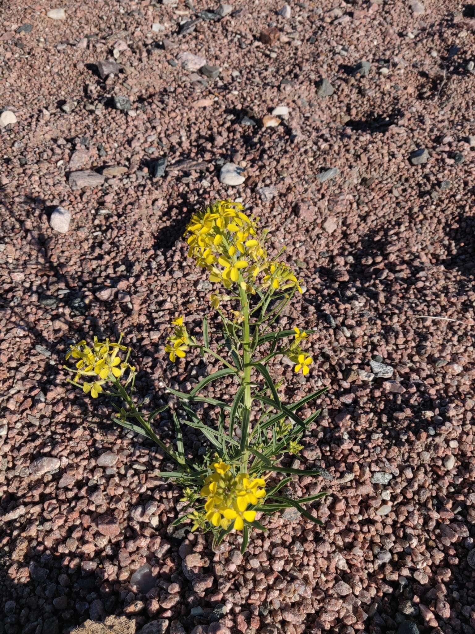 Imagem de Erysimum asperum (Nutt.) DC.