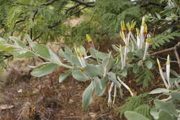 Слика од Agelanthus natalitius (Meissn.) R. M. Polhill & D. Wiens