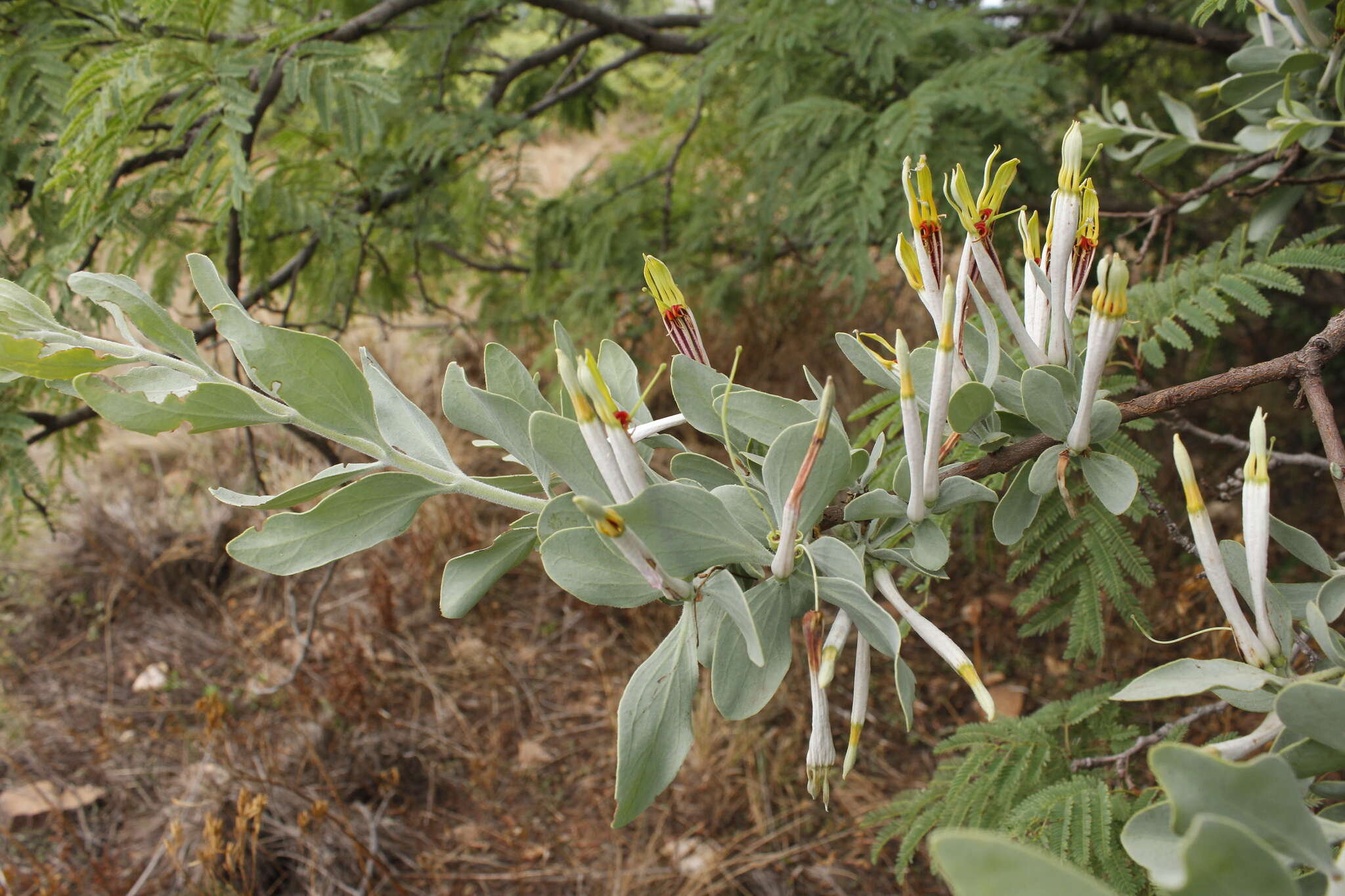 Image de Agelanthus natalitius (Meissn.) R. M. Polhill & D. Wiens