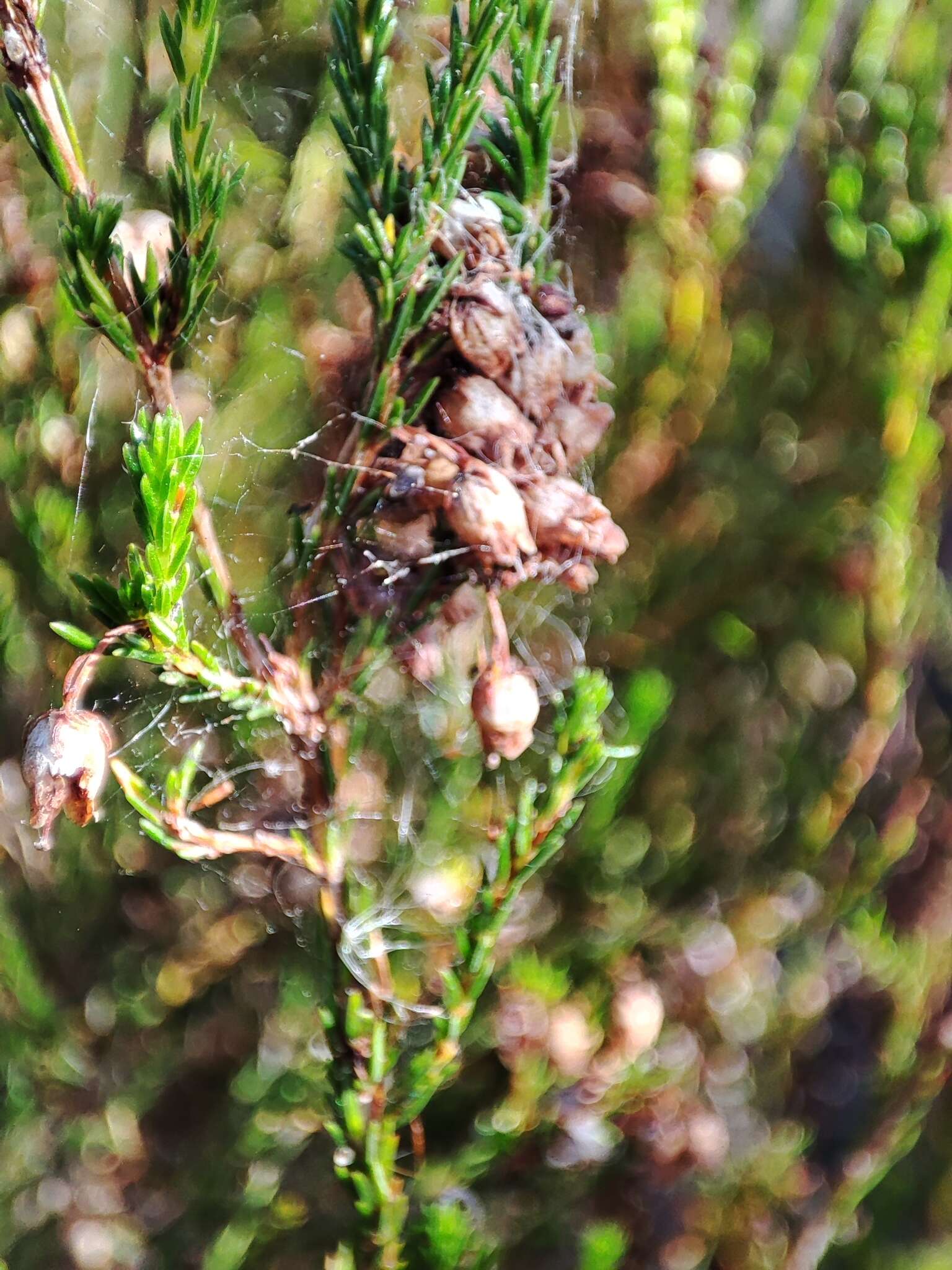 Imagem de Erica margaritacea