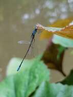 Image of Turquoise Bluet