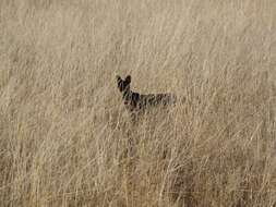 صورة Leptailurus serval lipostictus (Pocock 1907)