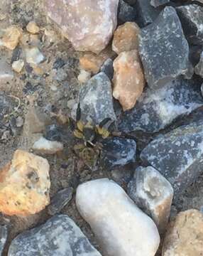 Image of Euophrys sulphurea (L. Koch 1867)