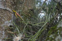 Слика од Tillandsia schiedeana Steud.