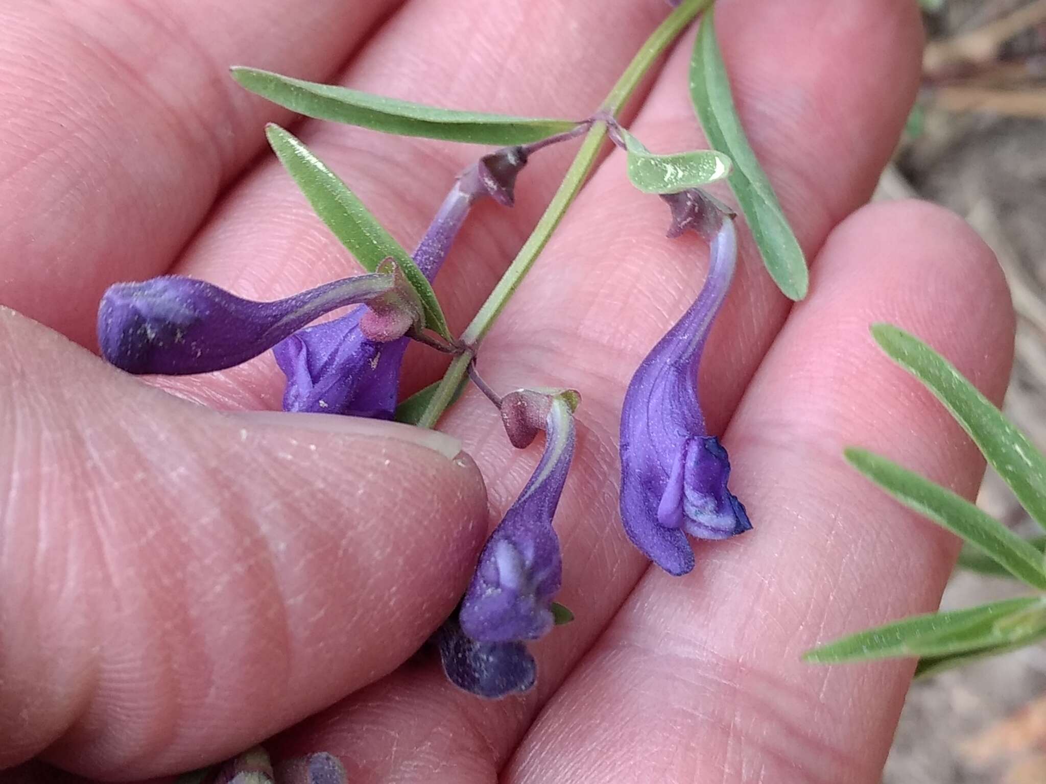 Image of Gray-Leaf Skullcap