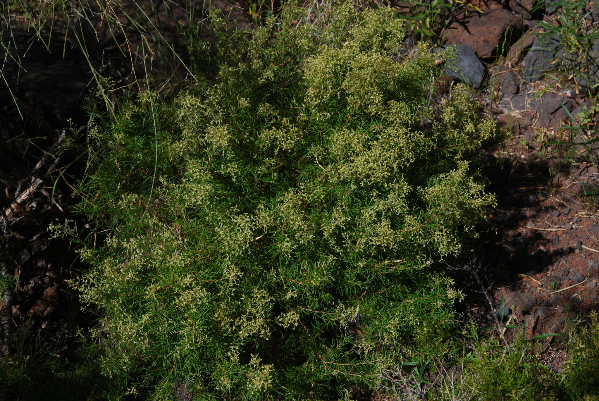 صورة Polycarpaea filifolia Webb ex Christ