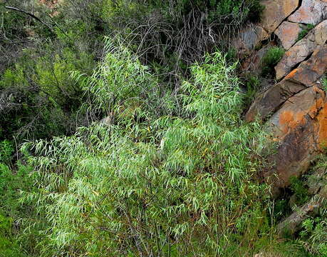 Image of Salix mucronata subsp. mucronata