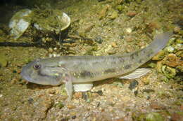 Слика од Acentrogobius viridipunctatus (Valenciennes 1837)