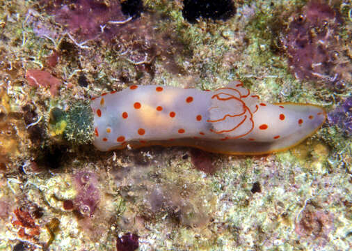 Image of Red spotted transluscent slug