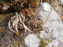 Image of Elaphoglossum stipitatum (Bory) Moore