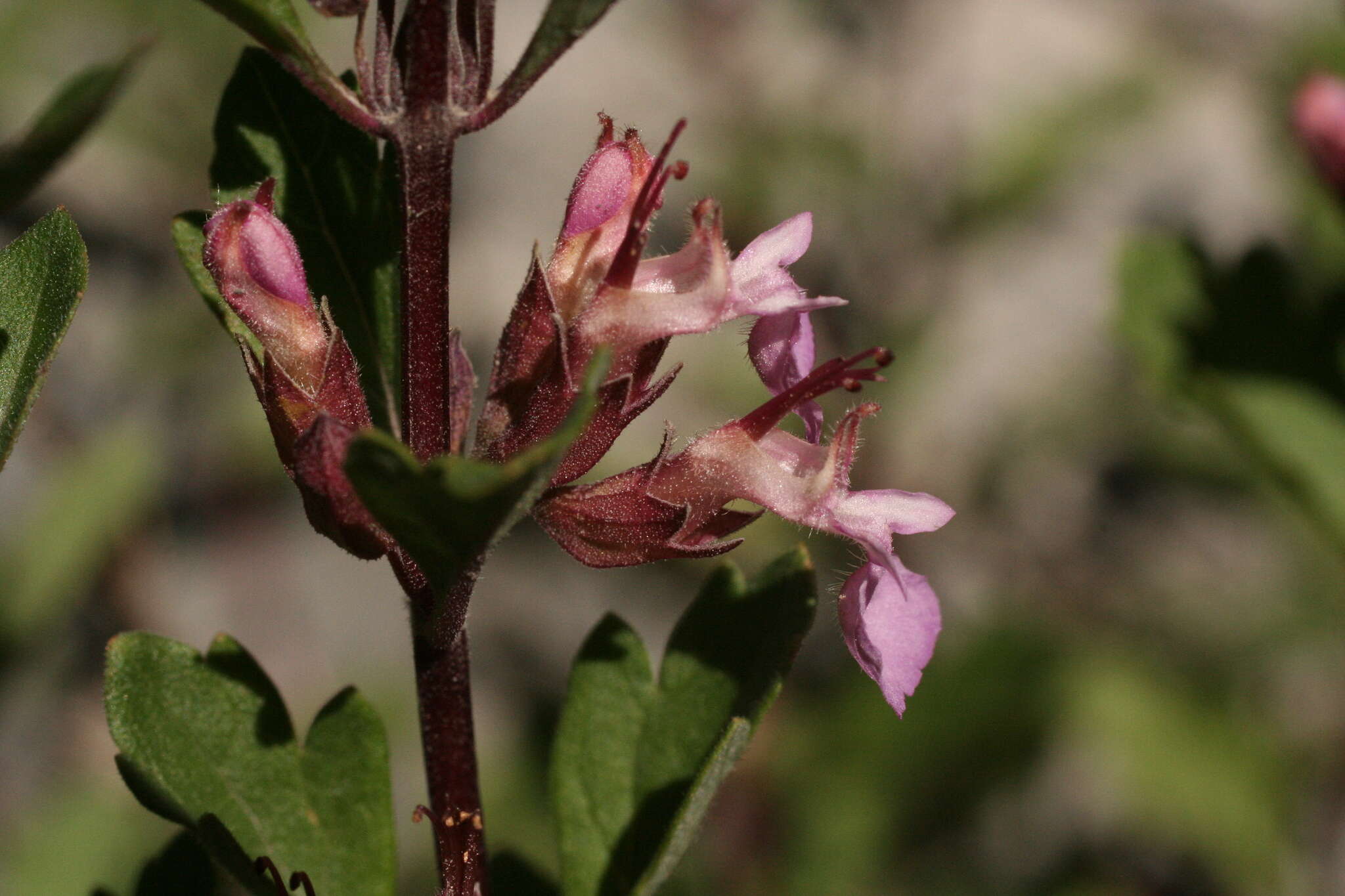 Image of Teucrium lucidum L.