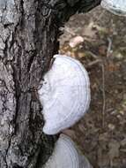 Image of Leiotrametes lactinea (Berk.) Welti & Courtec. 2012