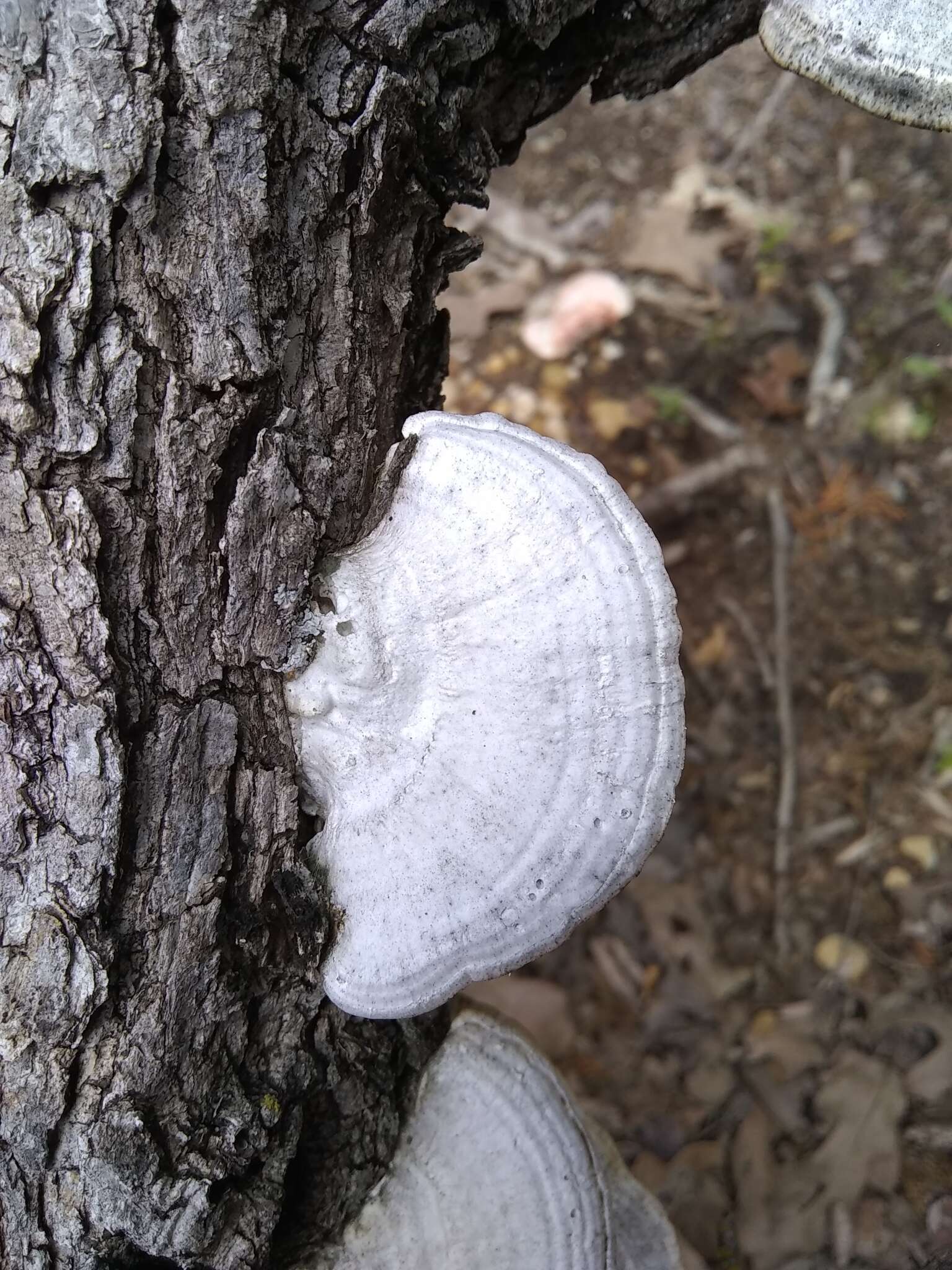 Image of Leiotrametes lactinea (Berk.) Welti & Courtec. 2012