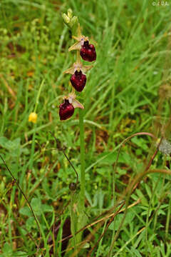 Слика од Ophrys sphegodes subsp. helenae (Renz) Soó & D. M. Moore