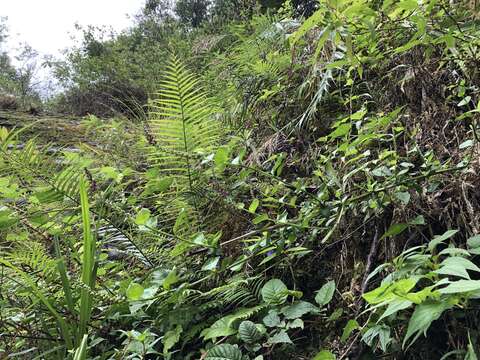 Image of Veronicastrum loshanense Tien T. Chen & F. S. Chou