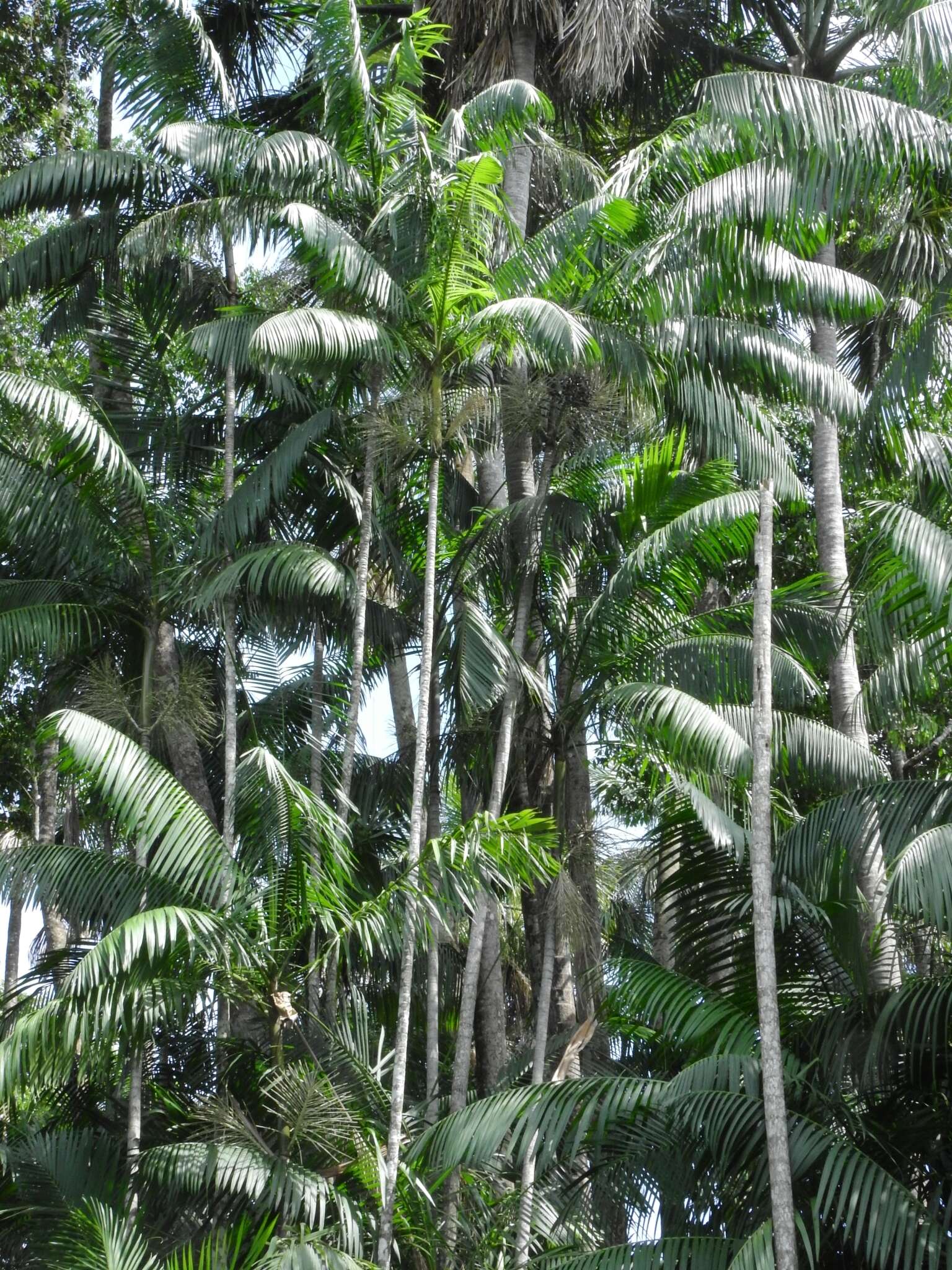 Image of Assai palm