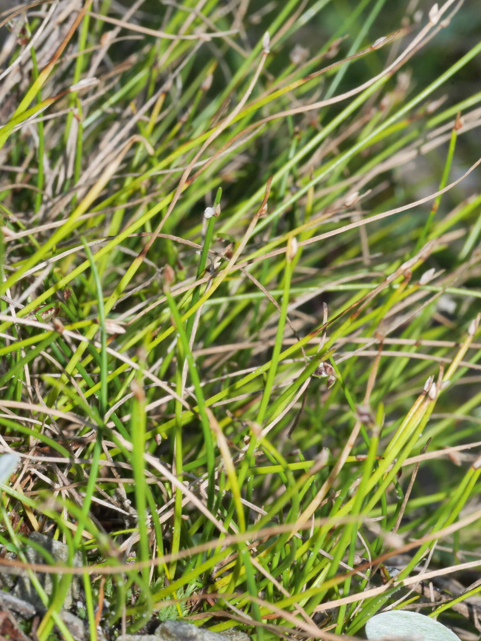 Isolepis cernua var. cernua的圖片