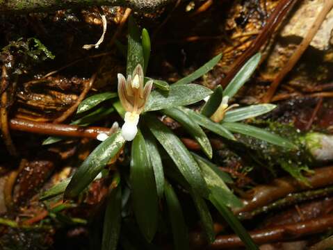 Слика од Maxillaria macleei Bateman ex Lindl.