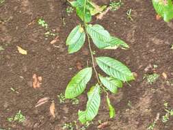 Image of Guatteria amplifolia Triana & Planch.