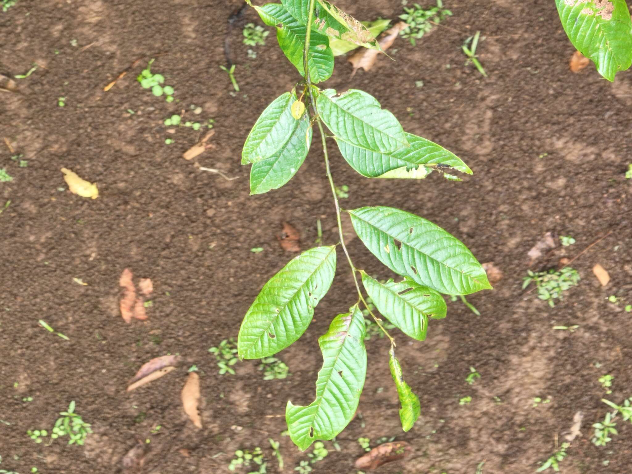 Image of Guatteria amplifolia Triana & Planch.