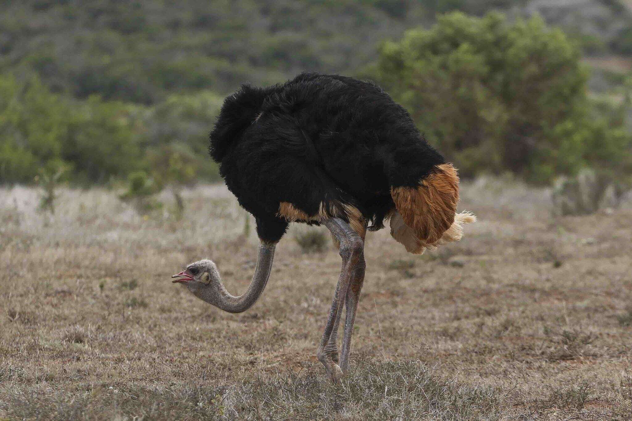 Image of South African Ostrich