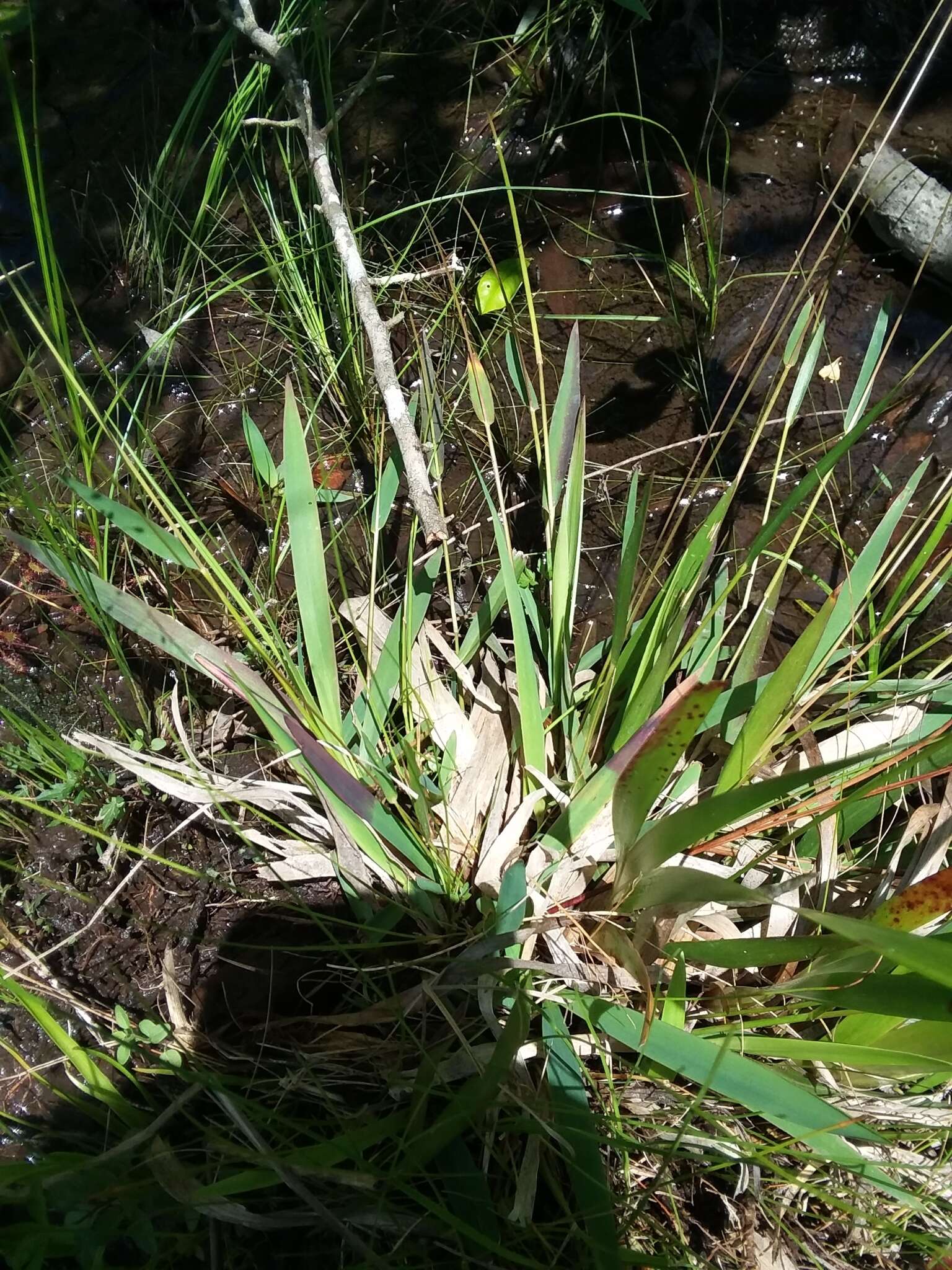 Panicum nudicaule Vasey resmi