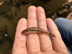 Слика од Rhinogobius similis Gill 1859