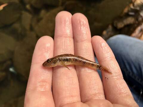 Image of Amur goby