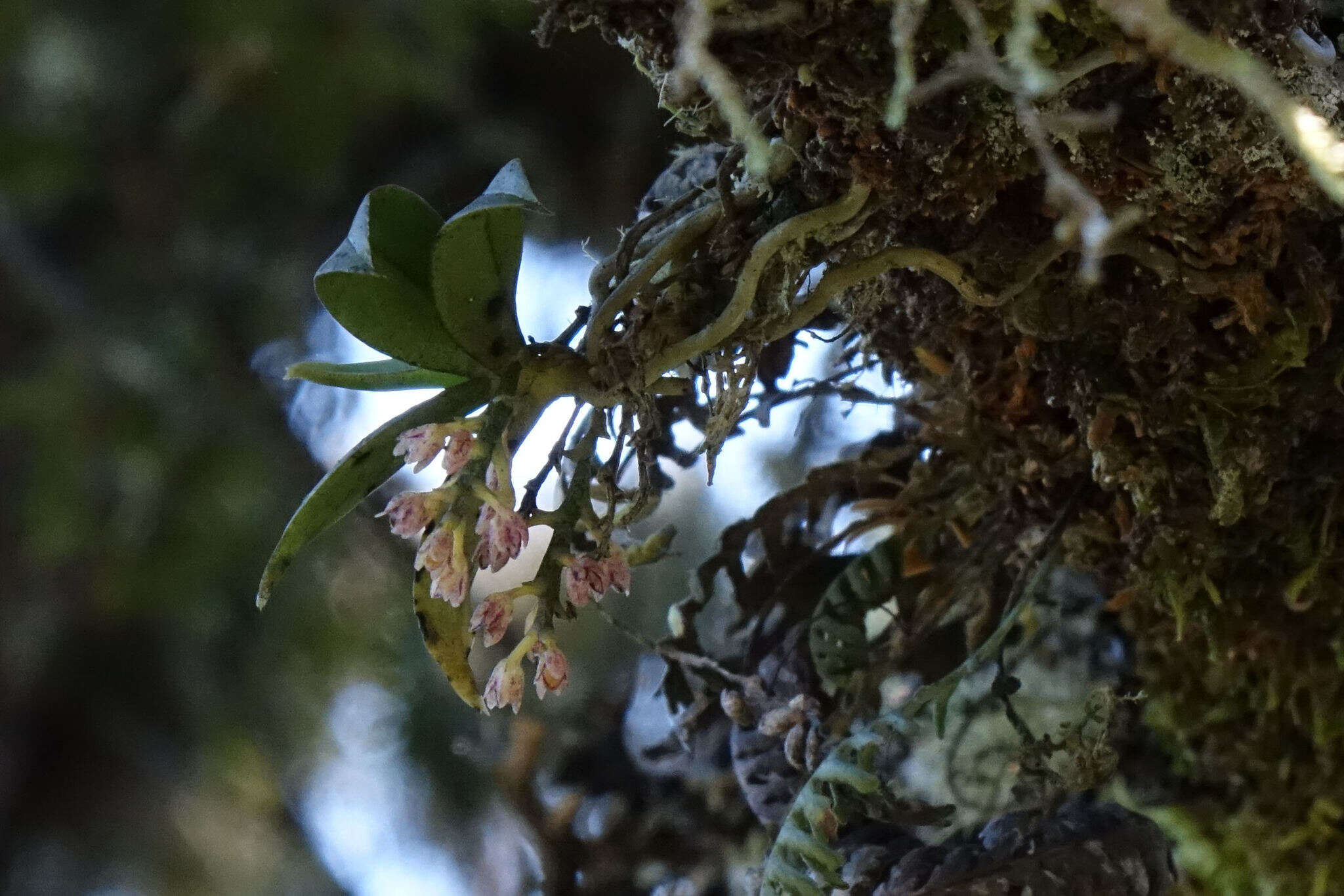 Plancia ëd Drymoanthus adversus (Hook. fil.) Dockrill