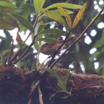 Image of Javan Fulvetta