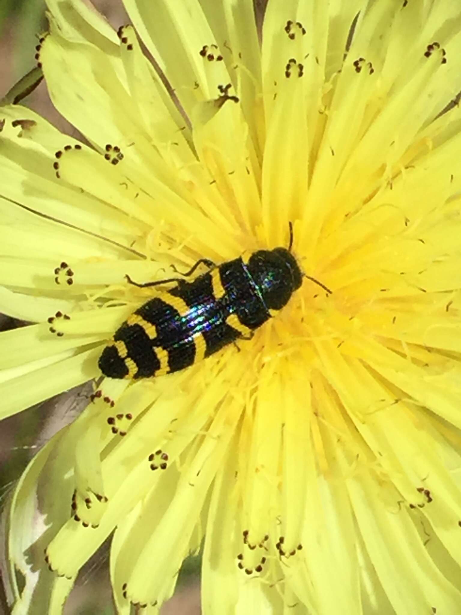 Image of <i>Acmaeodera <i>quadrifasciata</i></i> quadrifasciata