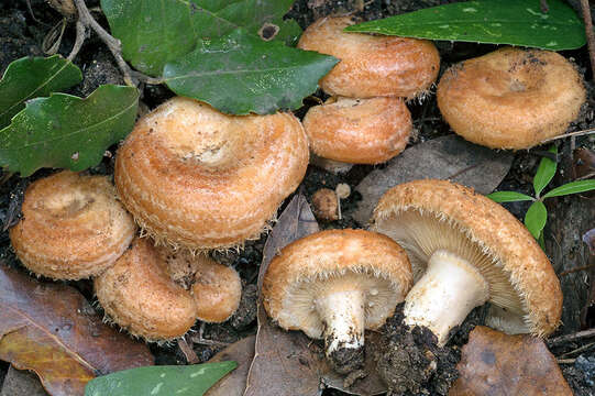 Image of Lactarius mairei Malençon 1939