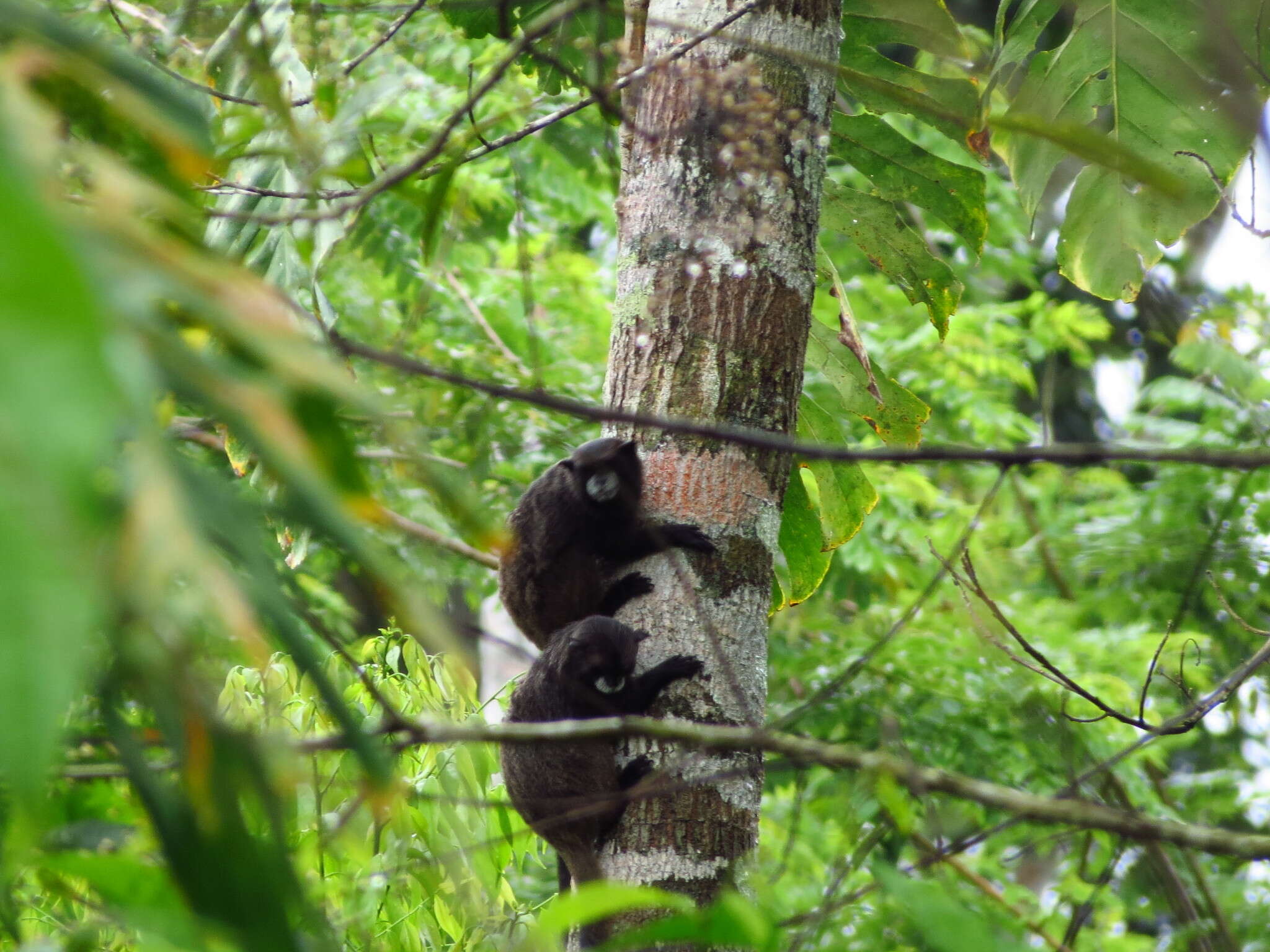 Image of Black-mantled tamarin