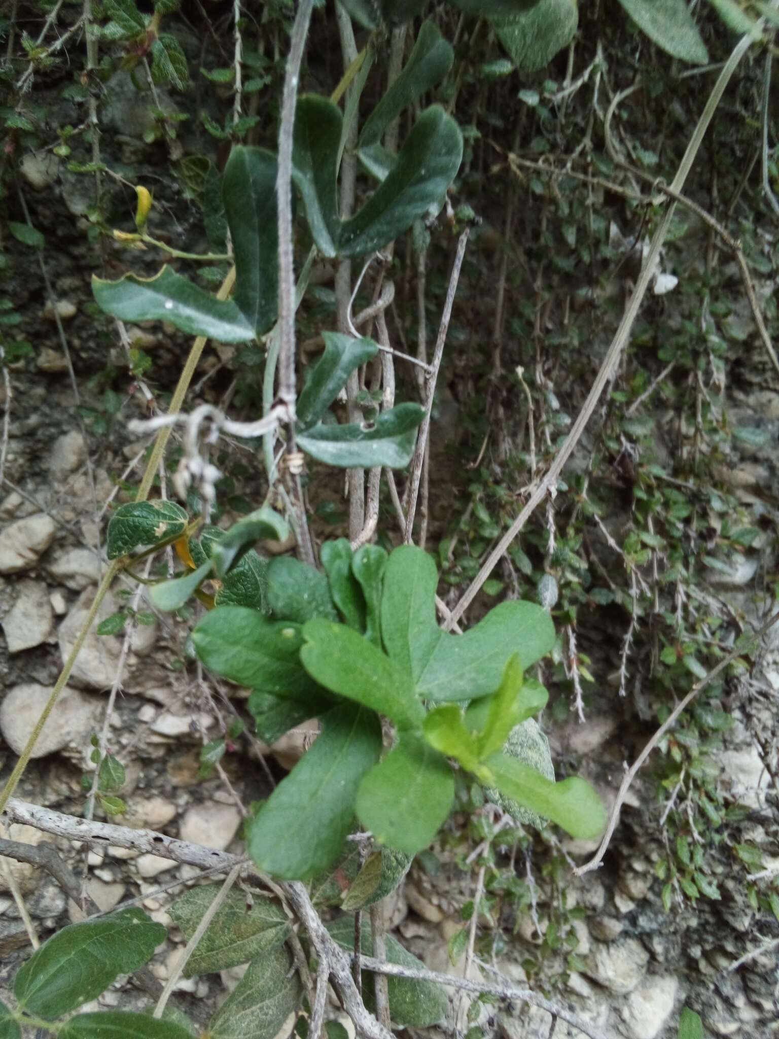 Image of twolobe passionflower