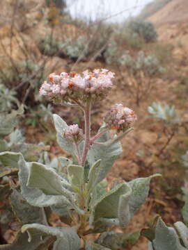 Image of Pacific yerba santa