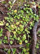 Plancia ëd Leptostigma setulosum (Hook. fil.) Fosberg